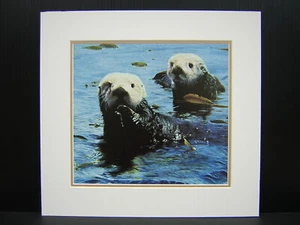 Charles Frace Schätze des Meeres Otter mattierter Mini-Kunstdruck - Bild 1 von 1
