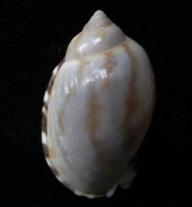 Seashell Casmaria erinaceus vibex ENANA CON BANDAS 26 mm F++ - Imagen 1 de 3