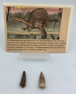 Dientes Spinosaurus Dinosaurio F0SSIL Antes del T Rex Cretácico K227 - Imagen 1 de 3