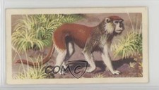 1962 Brooke Bond African Wild Life Tea Patas Monkey #5 4az