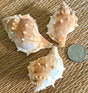 3 MEDIUM TO LARGE MEDIUM BURSA RANA SEA SHELLS - COLLECTING OR CRAFTING - Picture 1 of 2