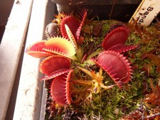 Dionaea muscipula 'Sandokan'