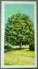HORNBEAM TREE   Vintage 1966 Botanical Illustration Card  XC15M