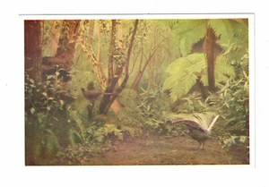 Vintage Postcard - 1940s - The Lyre Bird, Kallista, Victoria. Australia. - Bild 1 von 2