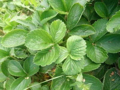 50 X Piante di Fragola Pianta di Fragola Pianta Giovane - Immagine 1 di 4