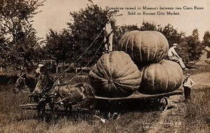 Riesige Kürbisse im PFERDEWAGEN auf Vintage 1910 ÜBERTREIBUNG echtes Foto Postkarte - Bild 1 von 2