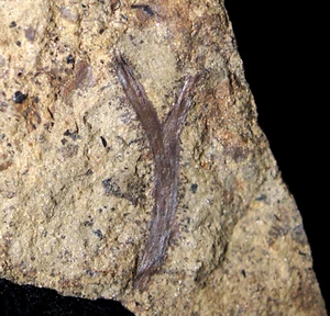 Museum quality very detailed Cooksonia big vascular Silurian oldest land plant ! - Picture 1 of 8