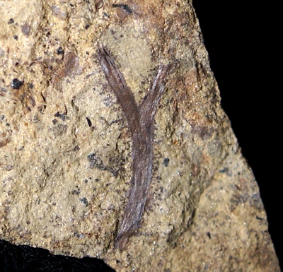 Museum quality very detailed Cooksonia big vascular Silurian oldest land plant ! - Image 1 of 4