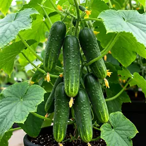150 CUCUMBER SEEDS STRAIGHT EIGHT VEGETABLE SPRING HEIRLOOM GARDEN FREE SHIPPING - Picture 1 of 6