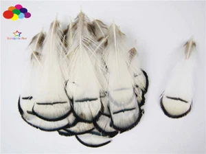 10-100 PCS White Pheasant Tail Feathers 2-4inch/4-10cm Carnival Diy costume mask - Bild 1 von 6