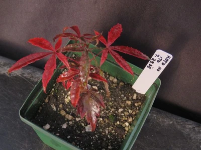 Seed-Grown Acer Palmatum 'Koto No Ito'  Red Japanese Maple Tree Seedling - Image 1 of 3
