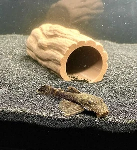 Pleco Cave Wood Decoration Pleco Hide Aquarium Caves Bristlenose Pleco - Picture 1 of 11