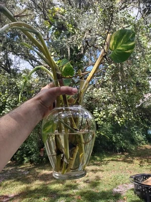 GIANT Variegated Golden Pothos Climbing Hawaiian One 3 Node Cutting - Image 1 of 4