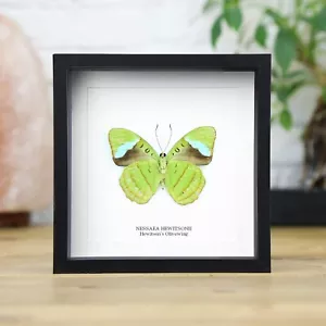 Hewitson's Olivewing Butterfly Taxidermy Box Frame Home Decor Interior Design - Foto 1 di 3