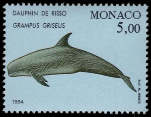 MONACO 1898b - Delfino di Risso "Grampus griseus" (pc37392) - Foto 1 di 1