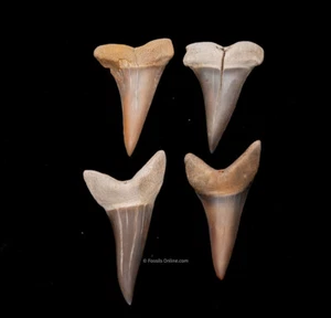 Grupo de dientes de tiburón Mako extintos I.Hastalis de PERÚ 2038 - Imagen 1 de 2