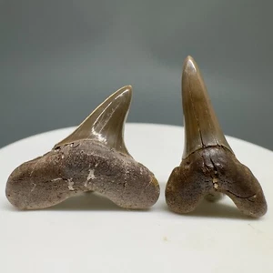 Par poco común fósil extinto GINSU dientes de tiburón - Cretoxyrhina - Dallas, TX - Imagen 1 de 2