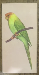 De colección - 1962 - Gelles Widmer - TARJETA PÁJARO - Periquito Carolina - Imagen 1 de 2