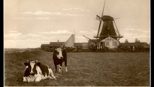 Postcard Cows & Old Picturesque Windmills - Picture 1 of 2