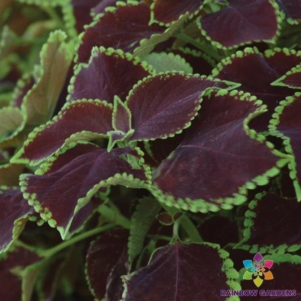25 + 优质太阳巧克力薄荷 Coleus 种子适用于花园 - 美国 - 免费送货! — 第 1/1 张图片