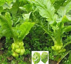 1.180 Vegetable Seeds Chinese Fruit Leaves Flower Salad Herb Pakchoi???????????