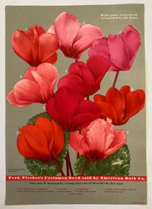 Ferd. Fischer’s Cyclamen Seed Sold By American Bulb Co. Advertising Sheet Litho - Picture 1 of 2