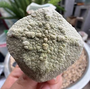 5CM Pseudolithos cubiformis WYSIWYG Own Root - Imagen 1 de 4
