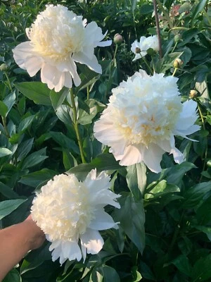 Raíz Planta Peonía "Montaña de Nieve" con 3-5 ojos (no semillas) Foto 1 de 4