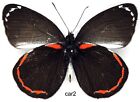 Schmetterling Pieridae - 1x montierter Stecker RARCE Delias caroli (A1-)