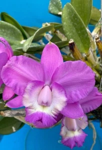 Cattleya Heathii X Sib Fragrant Pink White Easy Bloomer Orchid Eros 2” Pot - Picture 1 of 8