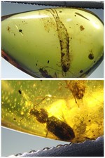 Burmese Amber Cretaceous fossil include Archaeognatha and Trogossitidae