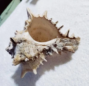 Ramose Murex Spiney Spikey Conch Shell 5" x 4" EUC FREE SHIP - Picture 1 of 3
