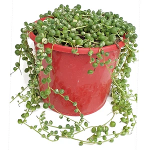 Senecio 'String of Pearls' Variegated – Cascading Elegance with Creamy Stripes - Picture 1 of 3