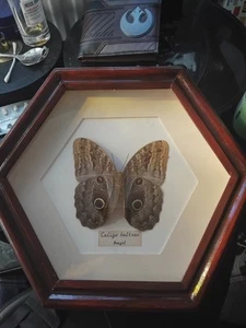 The Brazillian Owl Butterfly In Deep Box Display Frame Caligo Beltrao taxidermy - Picture 1 of 2