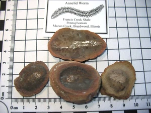Pennsylvanian Carboniferous Mazon Creek fossil - Annelid Worm LOT #2 - Foto 1 di 7