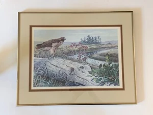 Framed, Limited Edition Print, Hood Canal Red Tail, Newbold, Nature, Washington - Picture 1 of 10