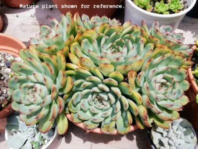 Rare Echeveria pulidonis Cactus Succulent live plant mother's day father girl - Image 1 of 3