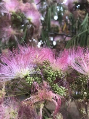 Árbol de seda mimosa seca flores comestible hierba de té Albizia julibrissin calmante 80 g Foto 1 de 4