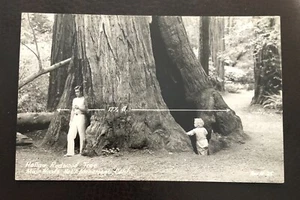 Foto postal vintage árbol de secuoya hueca, monumento Muir Woods Nat'l, aprox. - Imagen 1 de 2