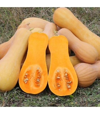 20 semillas de calabaza reliquia de mantequilla premium Harvest of Waltham de primera clase-C 87 Foto 1 de 4