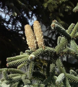 Blaue Spanische Tanne Kelleriis 50-60cm - Abies pinsapo - Bild 1 von 1