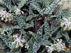 1x Silberstern Ledebouria Socialis Ableger ca.5cm, exotische Sukkulente - Bild 1 von 13