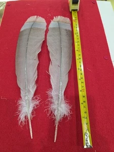 Par grande de plumas híbridas de cola de pavo lila Z67 - Imagen 1 de 1