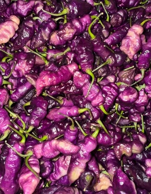 10+ Semillas de pimienta púrpura Dream SUPERCALIENTES 100 % cultivadas orgánicamente envío gratuito Foto 1 de 4