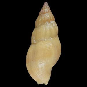 PISANIA JENNINGSI cf. (Mactan Isl., Filippine) 18,8 mm #42377 - Foto 1 di 3