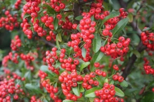 Spina di fuoco - Pyracantha coccinea - Firethorn 300+ semi - semi - semi E 217 - Foto 1 di 1