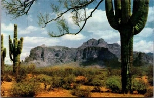 SUPERSTITION MOUNTAIN Mesquite Branch and Cacti ARIZONA AZ Postcard - Picture 1 of 2