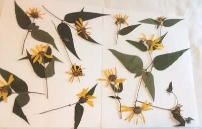 黄色雏菊杂草花压在茎上带叶子 12 件工艺品 — 第 1/3 张图片