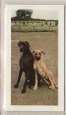 Hornimans Tea Dog Cards 1961. Great dane