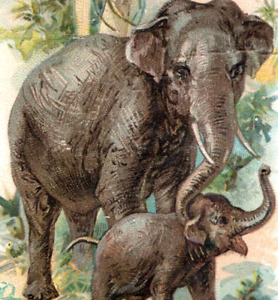 1880s Arm & Hammer Interesting Animals Series Asiatic Elephant Cow & Calf P84